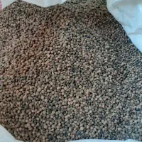 عدس (نیسک)