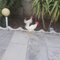 سلام تهدادی مرغ وخروس فروشی