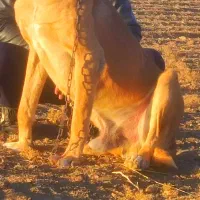 خراسانی|سگ|چناران, |دیوار