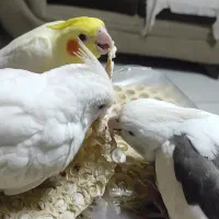 عروس هلندی آلبینو گمشده