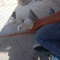 کفتر