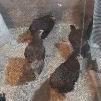 جوجه ویاندوت بلک رد