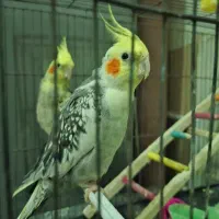 عروس هلندی نر