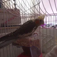 عروس هلندی دستی