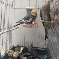 فروش عروس هلندی