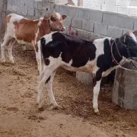 دو راس گوساله نره و ماده مشتری واقعی تماس بگیرد