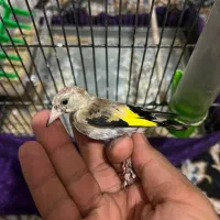جوجه سهره