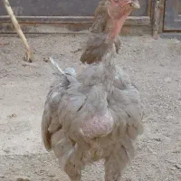 مرغ لاری طوسی اصیل
