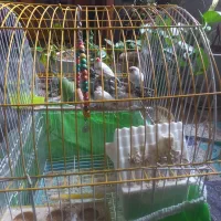 فنچ با وسایل