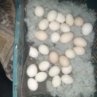 تخم مرغ برهما تازه ونطفه دار