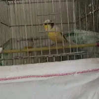 قناری ماده آماده سالم