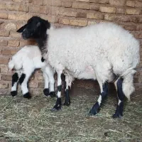 میش بره دار