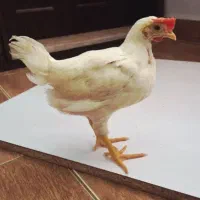 فروش جوجه مرغ