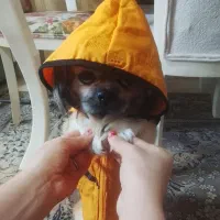 سگ آپارتمانی