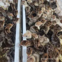 جوجه بوقلمون یکروزه 13 مرداد