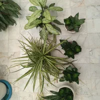 حراج انواع گل طبیعی دونه ۲۰۰