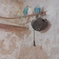 مرغ عشق