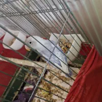 طوطی برزیلی
