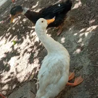 اردک سالم