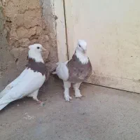کبوتر طوقی