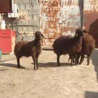 فروش بره ماده