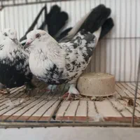 یک جفت کفتر