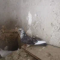 کبوتر قاره سبز ماده