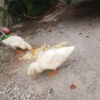 فروش اردک