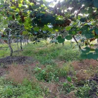 خانه ویلایی حیاط دار ۳۷۰ متر