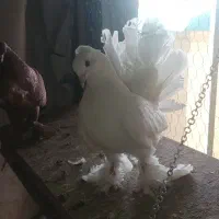 یک جفت دم چتری مر نژاد دار بسیار زیبا