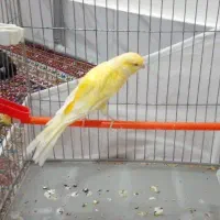 قناری رسمی بلند داره از تولک درمیادر