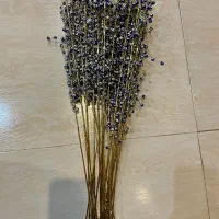 گل چشم نظر