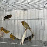 قناری|پرنده|شیراز, پودنک|دیوار