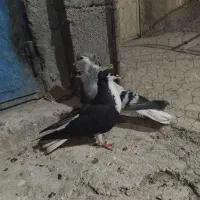 یک جفت ساده درشت
