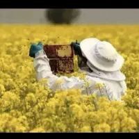 زمین برای جای زنبور