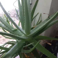 گل الوورا