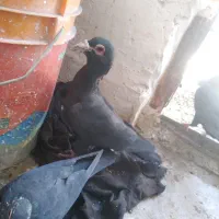 کلاغ نر