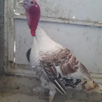 بقلمون نر|پرنده|شیروان (خراسان), |دیوار