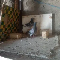 کبوتر پلاکی نرو ماده