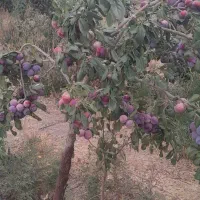 خانه-باغ-ودامداری-ویلا-روستایی