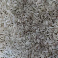 برنج چمپا
