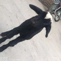 1راس بره نرشیرمست شیری خیلی زرنگ