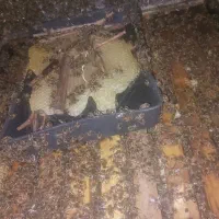 فروش زنبور عسل