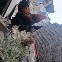 برکت مولدین جوان و سالم برهما اصیل