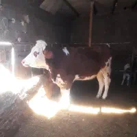 گاوسمینتال