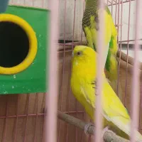 یک جفت مرغ عشق نرو ماده