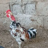 جوجه گلین