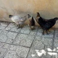 مرغ وخروس  جوان