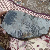 صنگ شجرکلکسیونی