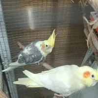 ۸عدد عروس هلندی با قفس و لوازم کامل